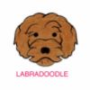 Picture of E&A - Labradoodle Facecloth